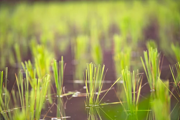Semis de riz dans les champs . — Photo