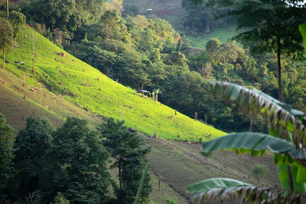 Güzel pirinç tarlaları Tayland.