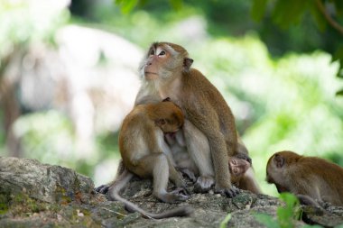 Ormanda makak maymunlar.