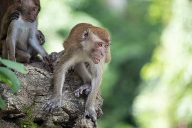 Ormanda makak maymunlar.