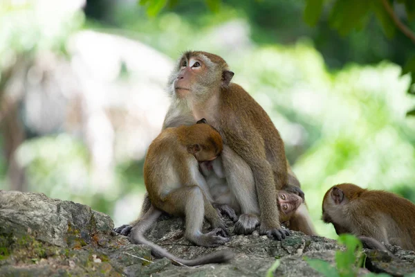 Ormanda makak maymunlar.