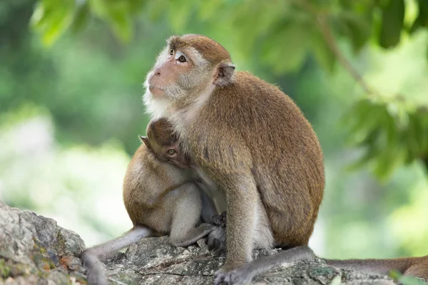 Małpy macaque w lesie. — Zdjęcie stockowe