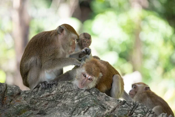 Macaque monkeys in the forest. — Stock Photo, Image