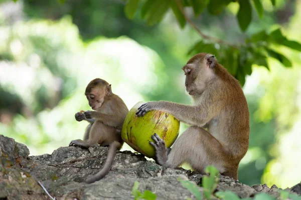 Singes macaques dans la forêt . — Photo