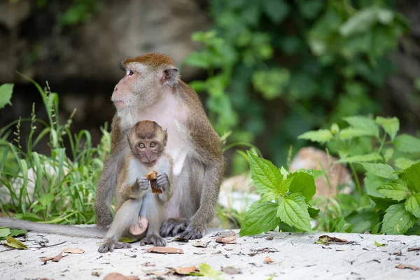 Macacos macacos na floresta . — Fotografia de Stock