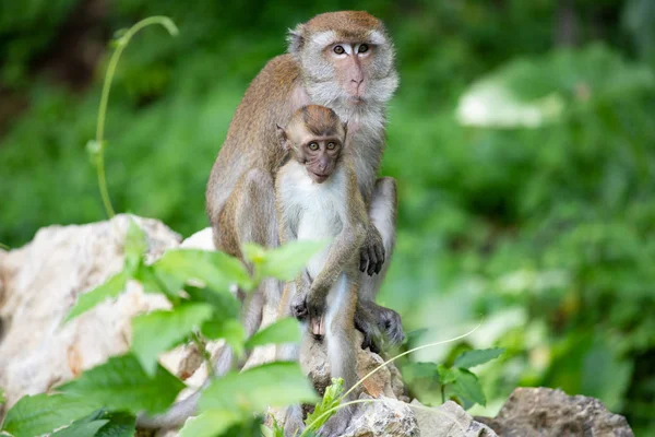 Małpy macaque w lesie. — Zdjęcie stockowe