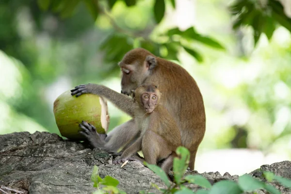Singes macaques dans la forêt . — Photo