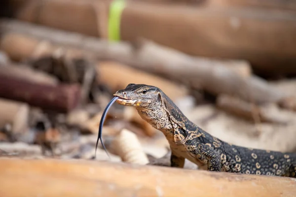 Asian water monitor, Thailandia . — Foto Stock