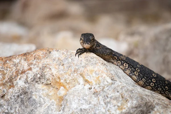 Asian Water monitor, Tajlandia. — Zdjęcie stockowe