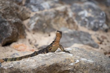 Asya su monitörü, Tayland.