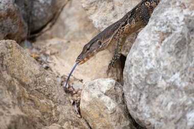 Asya su monitörü, Tayland.