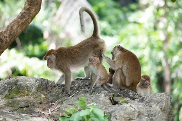 Makaak apen in het bos. — Stockfoto