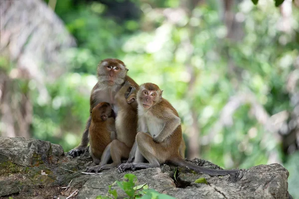 Singes macaques dans la forêt . — Photo