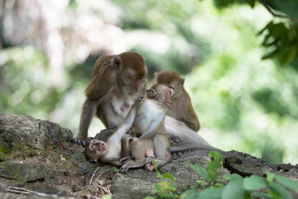 Πίθηκοι μακάκος στο δάσος. — Φωτογραφία Αρχείου