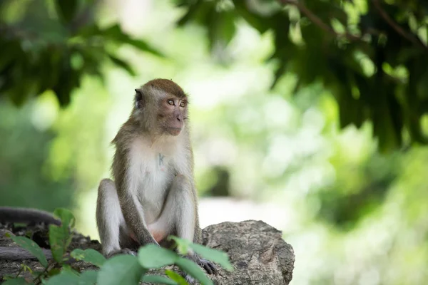 Małpy macaque w lesie. — Zdjęcie stockowe