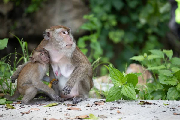 Małpy macaque w lesie. — Zdjęcie stockowe