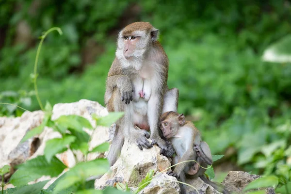 Małpy macaque w lesie. — Zdjęcie stockowe