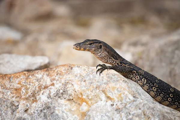 Asijský vodní monitor, Thajsko. — Stock fotografie