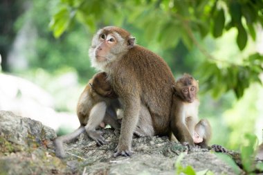 Ormanda makak maymunlar.