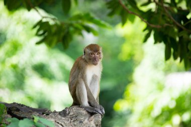 Ormanda makak maymunlar.