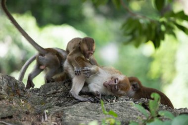 Ormanda makak maymunlar.