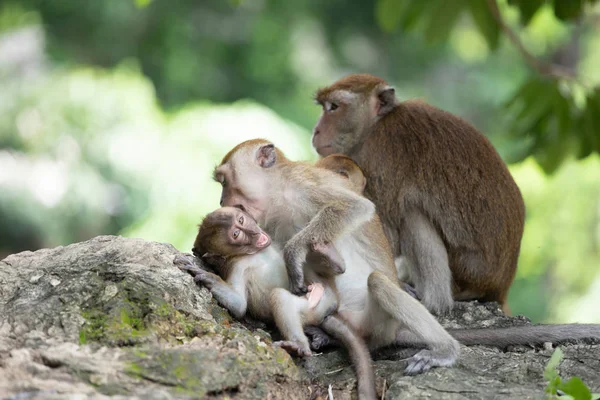 Małpy macaque w lesie. — Zdjęcie stockowe