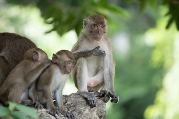 Makaki-apinat metsässä . — kuvapankkivalokuva