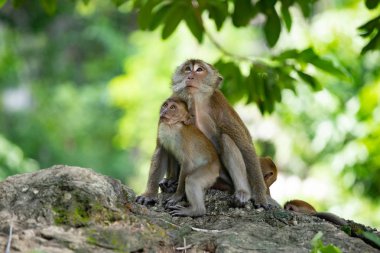 Ormanda makak maymunlar.