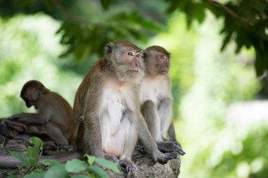 Ormanda makak maymunlar.