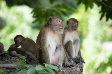 Ormanda makak maymunlar.