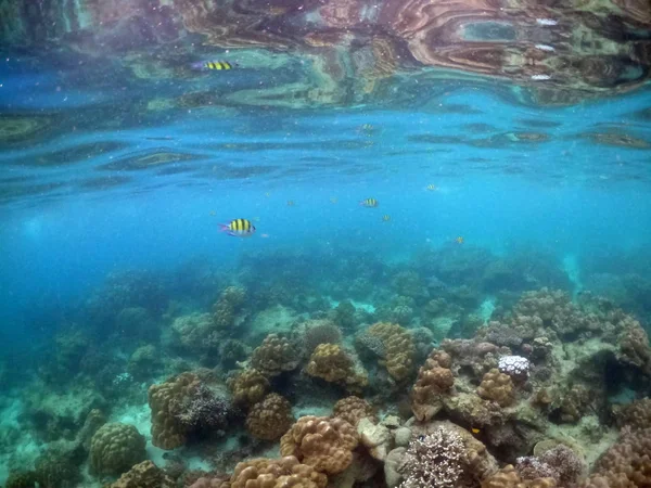サンゴと藻類の水中海景. — ストック写真