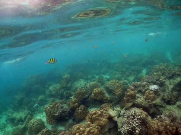Unterwasserlandschaft aus Korallen und Algen im Ozean. — Stockfoto