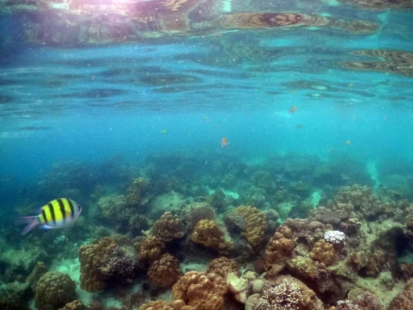 Underwater seascape of corals and algae in the ocean. — Stock Photo, Image