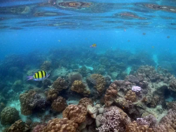 Підводне море коралів і водоростей в океані . — стокове фото