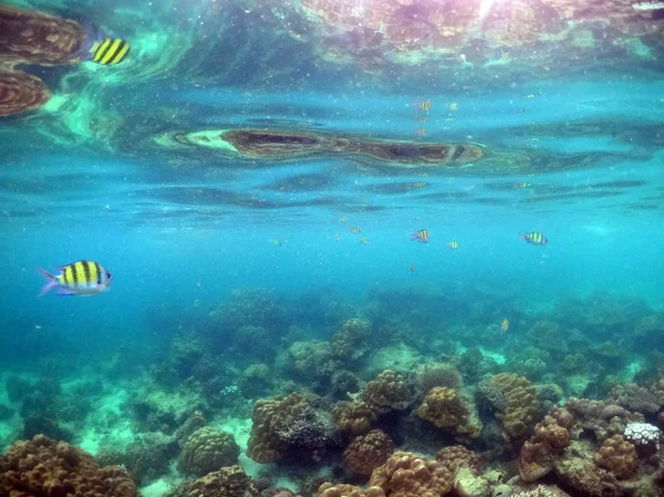 Підводне море коралів і водоростей в океані . — стокове фото