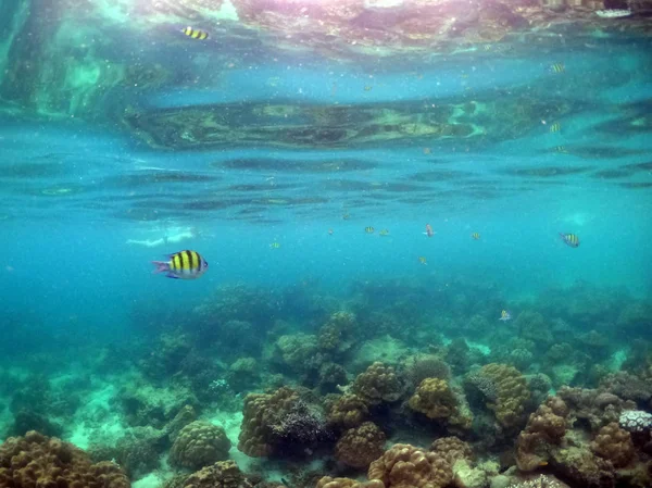 Підводне море коралів і водоростей в океані . — стокове фото