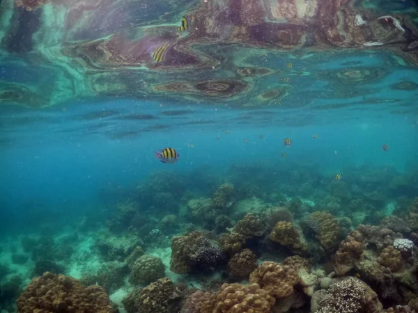 Підводне море коралів і водоростей в океані . — стокове фото