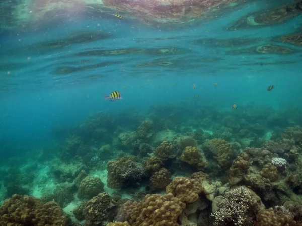 Unterwasserlandschaft aus Korallen und Algen im Ozean. — Stockfoto