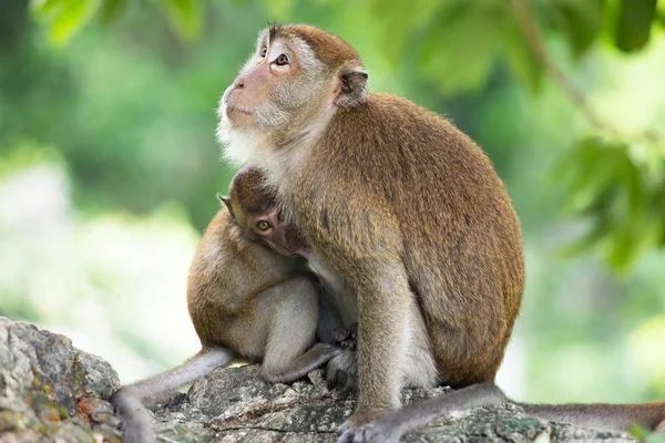 Małpy macaque w lesie. — Zdjęcie stockowe