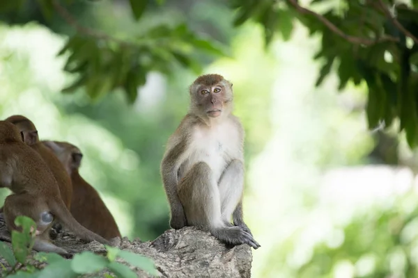 Małpy macaque w lesie. — Zdjęcie stockowe