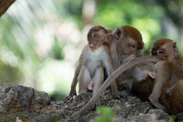 Ormanda makak maymunlar. — Stok fotoğraf