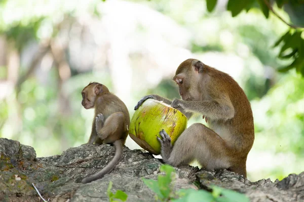 Macaque opice v lese. — Stock fotografie