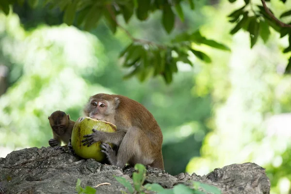 Małpy macaque w lesie. — Zdjęcie stockowe