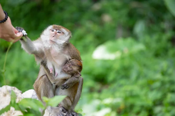 Macacos macacos na floresta . — Fotografia de Stock