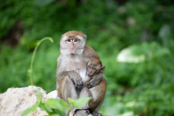 Macacos macacos na floresta . — Fotografia de Stock