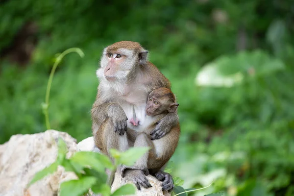 Małpy macaque w lesie. — Zdjęcie stockowe