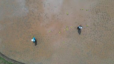 Çeltik tarlasında pirinç fidesi nakli yapılan Taylandlı kadınların havadan drone görünümü.