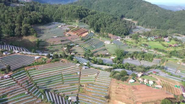 Volando sobre planta de invernadero en Doi Inthanon, Chiang Mai, Tailandia — Vídeo de stock