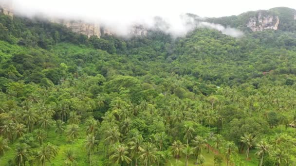 Vista Aérea Niebla Mañana Selva Tropical Krabi Tailandia — Vídeos de Stock