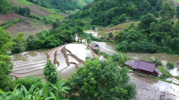 Survolant Magnifiques Rizières Terrasses Dans Parc National Doi Inthanon Thaïlande — Video